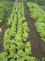20100215Farm Visit26.jpg